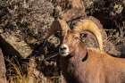 USA, New Mexico, Rio Grande del Norte National Monument. Bighorn sheep ram eating. Art Print